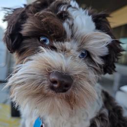 Ella - Miniature Schnauzer