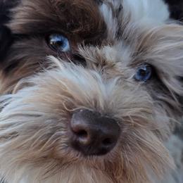 Ella - Miniature Schnauzer