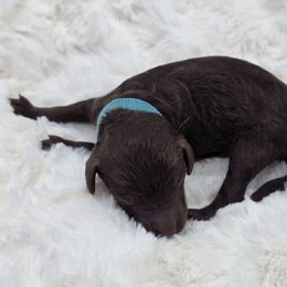 L. Blue - Stew - Brown male Poodle puppy in Copperas Cove, Texas from Poodles of Valor