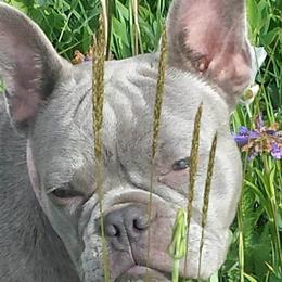 Paisley - French Bulldog