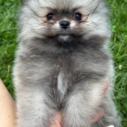 Smaller sable male - Cream sable male Pomeranian puppy in Bourbonnais, Illinois from T & D Poms