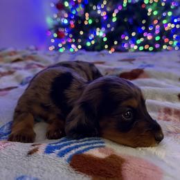 Dachshund Puppies from Birkin’ Paws