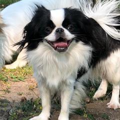 Batgirl - Japanese Chin