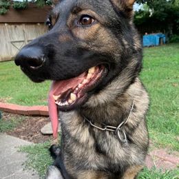 German Shepherds from von die Schlangengrube