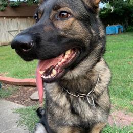 German Shepherds from von die Schlangengrube