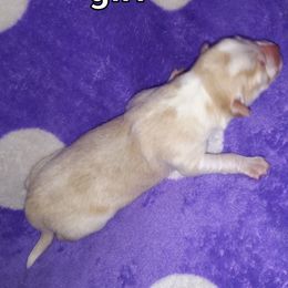 Girl 1 - Australian Shepherd puppy in Belleville, West Virginia from Chasitys Australian Shepherds