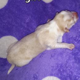 Girl 1 - Australian Shepherd puppy in Belleville, West Virginia from Chasitys Australian Shepherds