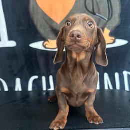 Boy 2 - Chocolate and tan male Dachshund puppy in Waycross, Georgia from Southern Paws