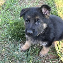 German Shepherd Puppies from Austin’s German Shepherd’s