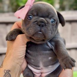 Sori - Blue female French Bulldog puppy in Miami, Florida from Oceanside French Bulldogs
