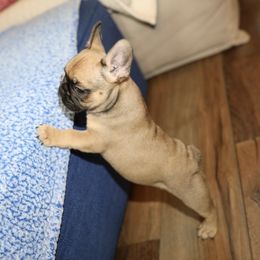 French Bulldog Puppies from Camp Fine Frenchies
