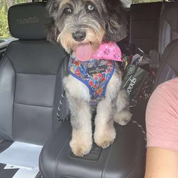 Aussiedoodle, Miniature Australian Shepherd, and Toy Australian Shepherd All Grown Up from Cotton Country Kennels