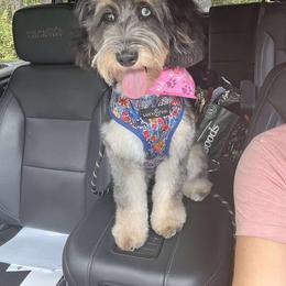 Aussiedoodle, Miniature Australian Shepherd, and Toy Australian Shepherd All Grown Up from Cotton Country Kennels