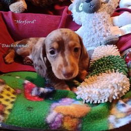 Dachshund Puppies from Flangel Dachshunds