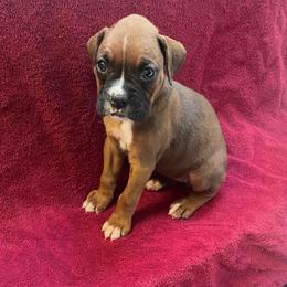 Violet Delancey - Fawn female Boxer puppy in Willard, North Carolina from Boone’s Boxers of North Carolina