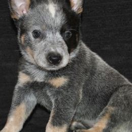 Australian Cattle Dogs from Del Sol Farm