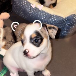 Chester - Merle male Chihuahua puppy in Canton, Texas from Heavenly Chihuahua