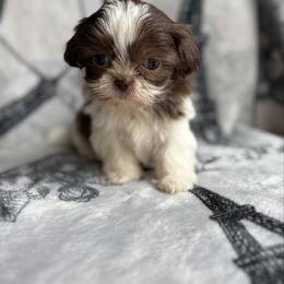 Kala - Tricolor female Shih Tzu puppy in Las Vegas, Nevada from Vegas Shih Tzus