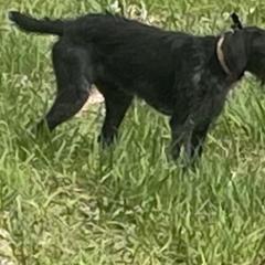 Luna - German Wirehaired Pointer