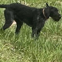 Luna - German Wirehaired Pointer