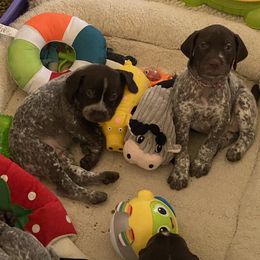German Shorthaired Pointer Puppies from Brija German Shorthaired Pointers