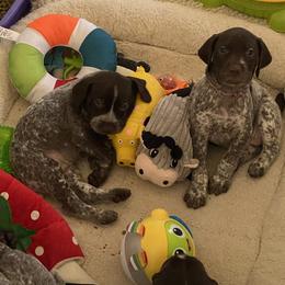 German Shorthaired Pointer Puppies from Brija German Shorthaired Pointers