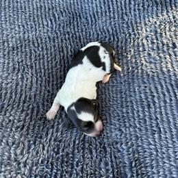 Oreo - Piebald male Dachshund puppy in Hawley, Texas from Little e Dachshunds