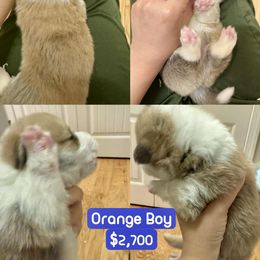 Pembroke Welsh Corgi Puppies from Feathers' Corgis with Tails