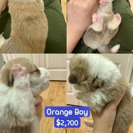 Pembroke Welsh Corgi Puppies from Feathers' Corgis with Tails