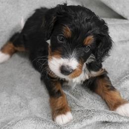 Red Collar 'Sushi' - Tri-color male Bernedoodle puppy in Mora, Minnesota from Knudsen Pups
