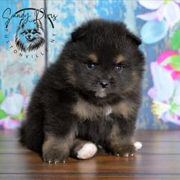 Bowie - Black and tan male Pomeranian puppy in Fultonville, New York from Sandy Aussies & Pomeranians