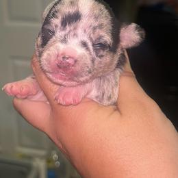 Willow - Merle female Chihuahua puppy in New Castle, Delaware from Sasha’s Elite Kennel LLC