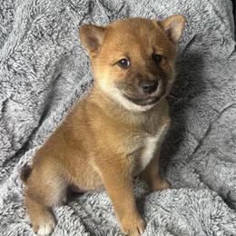 Judith - dark pink collar - Red female Shiba Inu puppy in Inverness, Florida from Shore Thing Shiba’s