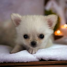 Kenzie - Cream and white Chihuahua puppy in Palm Bay, Florida from Prestige Chihuahuas