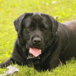 Cheyenne - Labrador Retriever