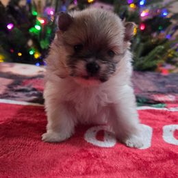 Isla - Cream sable parti female Pomeranian puppy in New Lenox, Illinois from Illinois Poms