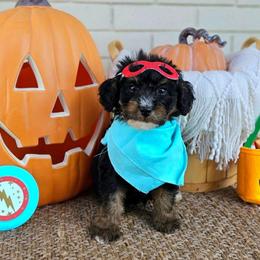Birch - Phantom male Bernedoodle puppy in Russell Springs, Kentucky from 270 Doodles