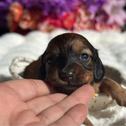 Rowan long hair - Sable male Dachshund puppy in Lakeland, Florida from Elite Doxies Florida