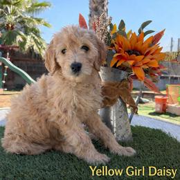Daisy - Golden female Double Doodle puppy in El Cajon, California from Calibear Doodles