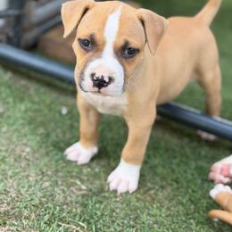 Male A - Fawn male American Pit Bull Terrier puppy in Pensacola, Florida from Alpha Alliance Kennels