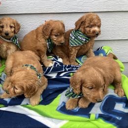 Goldendoodle and Poodle Puppies from South Sound Doodles