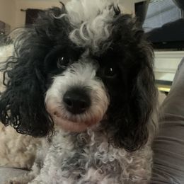 Mia - Goldendoodle
