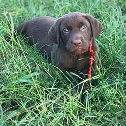 Labrador Retriever Puppies from Still Pond Retrievers