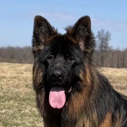 Australian Shepherd and German Shepherd All Grown Up from Birch Haus