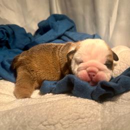 Atlas - Red and white male Bulldog puppy in Fort White, Florida from Bullgodz English Bulldogs