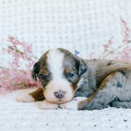 Boy 4 - Merle male Bernedoodle puppy in Spanish Fork, Utah from K Brand Doodles