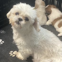 SNOW WHITE - Shih Tzu