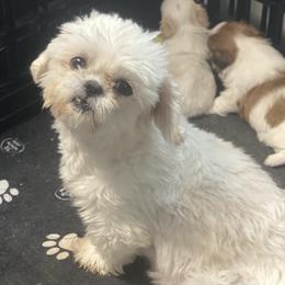 SNOW WHITE - Shih Tzu
