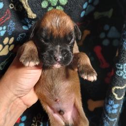 Boy 2 - Fawn male Boxer puppy in Cannon Falls, Minnesota from Pattys Boxers and Bulldogs