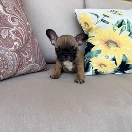 Gatsby - Fawn and white male French Bulldog puppy in Omaha, Nebraska from Schoville Bulldogs